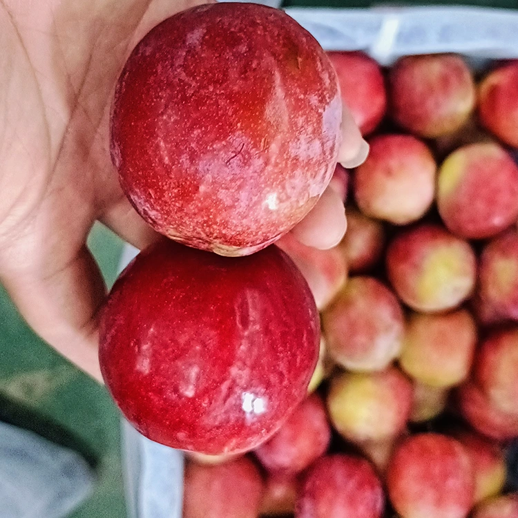 తాజా స్వీట్ రెడ్ మెయి ప్లం